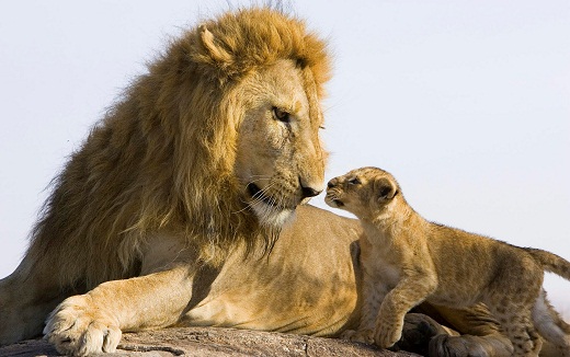 Lions Calling 