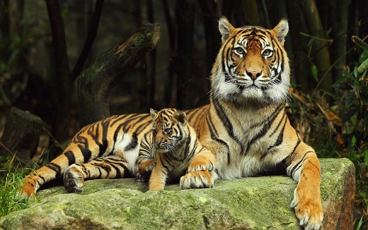 Tiger & the Fort
